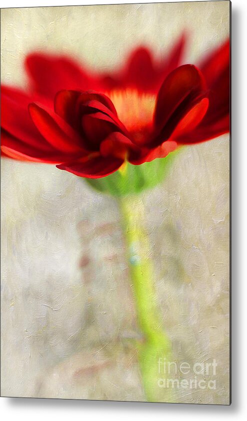 Abloom Metal Print featuring the photograph Gerber Beauty by Darren Fisher