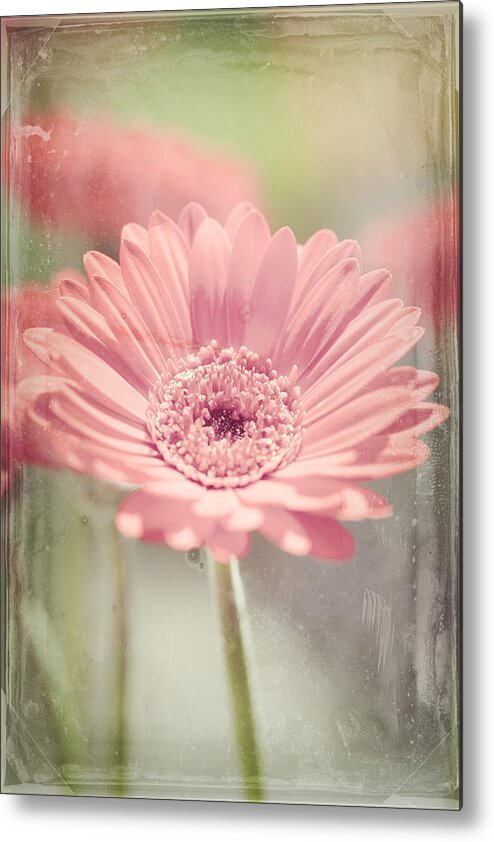 Daisy Metal Print featuring the photograph Gerbera by Maria Heyens