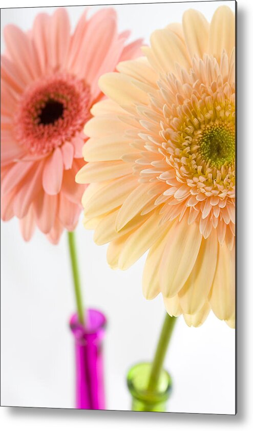 Gerber Daisy Vase Metal Print featuring the photograph Peach and Pink Gerbera by Andy Myatt