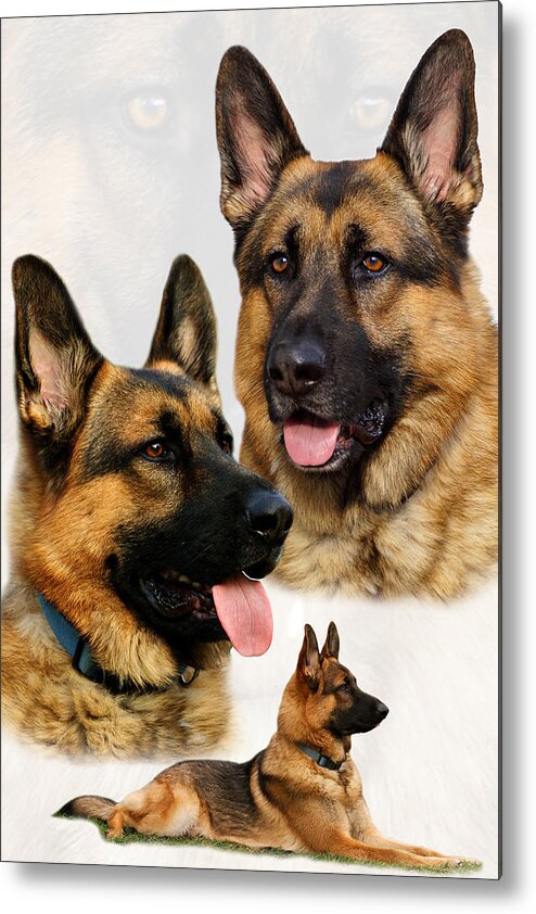 German Shepherd Metal Print featuring the photograph German Shepherd Collage by Sandy Keeton