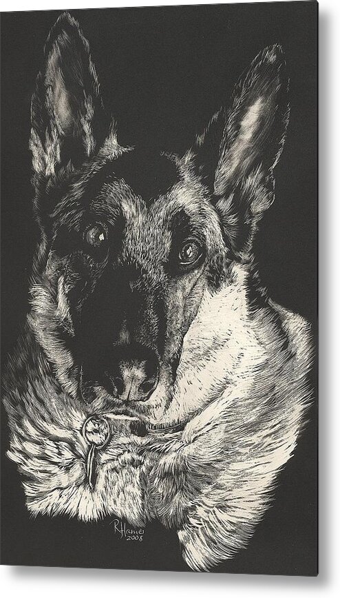 German Shepherd Metal Print featuring the drawing German Shepherd by Rachel Bochnia