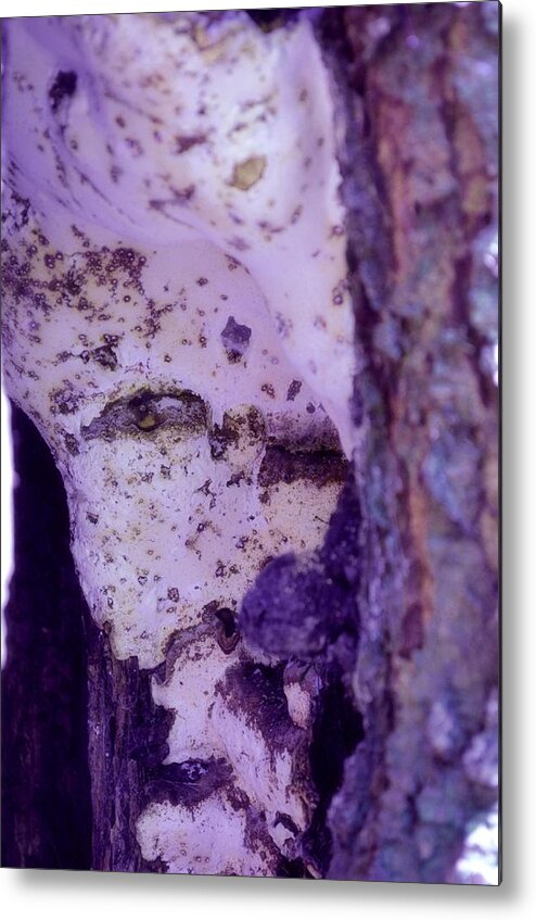 Ghost Metal Print featuring the photograph Ghost in the Tree by Laureen Murtha Menzl