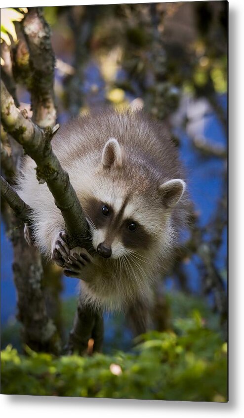 Blonde Raccoon Metal Print featuring the photograph Ghost Raccoon by Martin Cooper