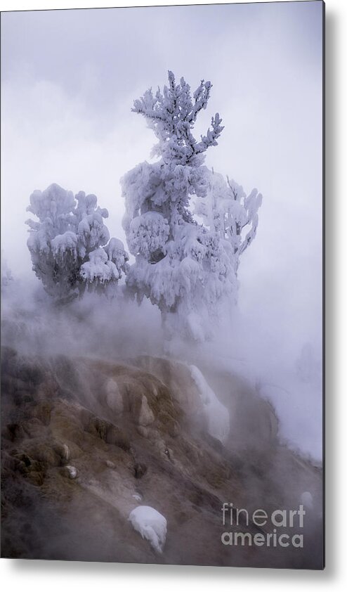 Scenic Metal Print featuring the photograph Ghost Tree by Richard Verkuyl