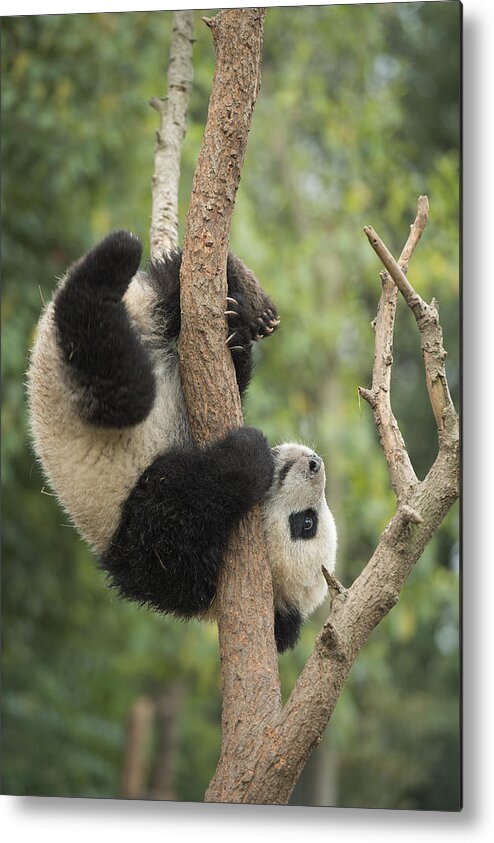 Katherine Feng Metal Print featuring the photograph Giant Panda Cub In Tree Chengdu Sichuan by Katherine Feng