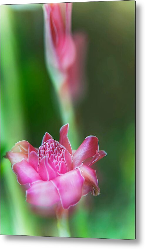 Mauritius Metal Print featuring the photograph Ginger Essence. Pamplemousses Botanical Garden. Mauritius by Jenny Rainbow