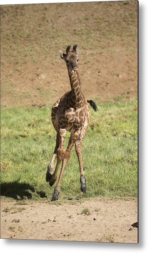 San Diego Zoo Metal Print featuring the photograph Giraffe Calf Running by San Diego Zoo