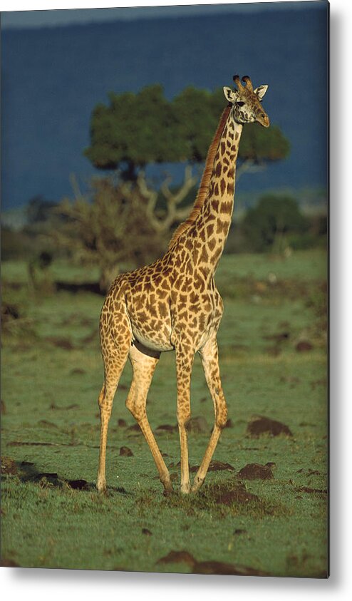 Feb0514 Metal Print featuring the photograph Giraffe Portrait Kenya by Tim Fitzharris