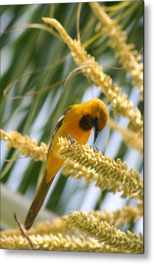 Bird Metal Print featuring the photograph Giving Thanks by Paula Brown