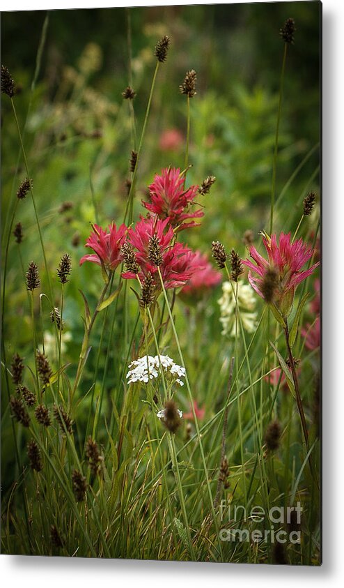 Glacier Wildflowers Metal Print featuring the photograph Glacier Wildflowers by Jim McCain