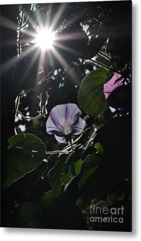 Morning Glory Metal Print featuring the photograph Glorious by Cheryl Baxter