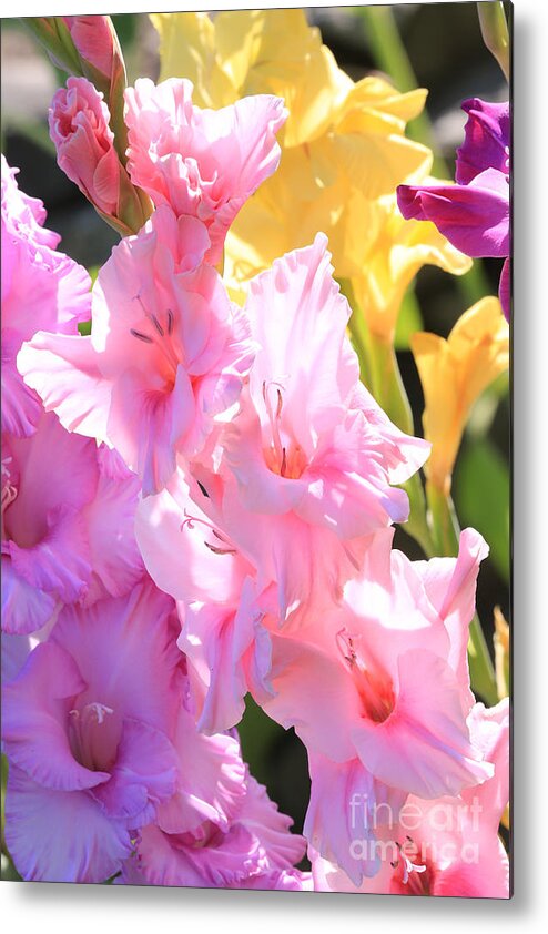 Gladiolus Metal Print featuring the photograph Glorious Summer Gladiolus by Carol Groenen