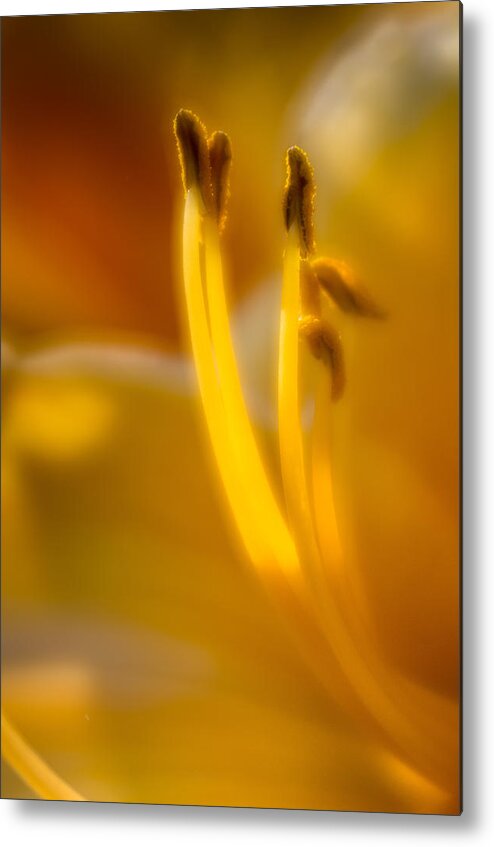Flower Metal Print featuring the photograph Glowing Stamen by Greg Nyquist