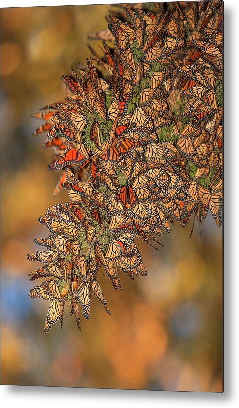 Bug Metal Print featuring the photograph Golden Cluster by Beth Sargent