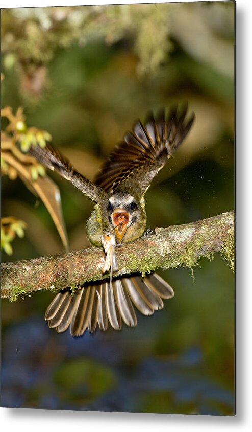 Action Metal Print featuring the photograph Golden-crowned Flycatcher by Anthony Mercieca