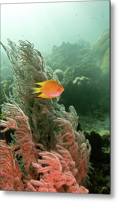 Underwater Metal Print featuring the photograph Golden Damselfish, Yellow Damsel by Gerard Soury