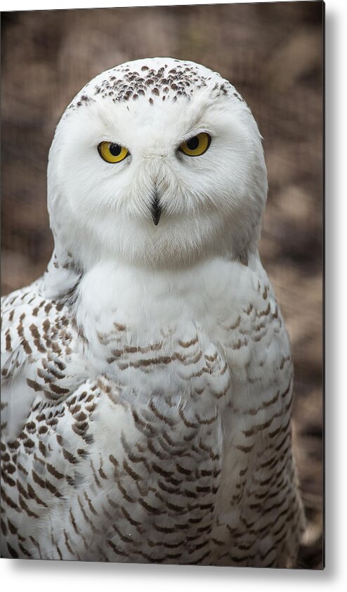 Snowy Owl Metal Print featuring the photograph Golden Eye by Dale Kincaid