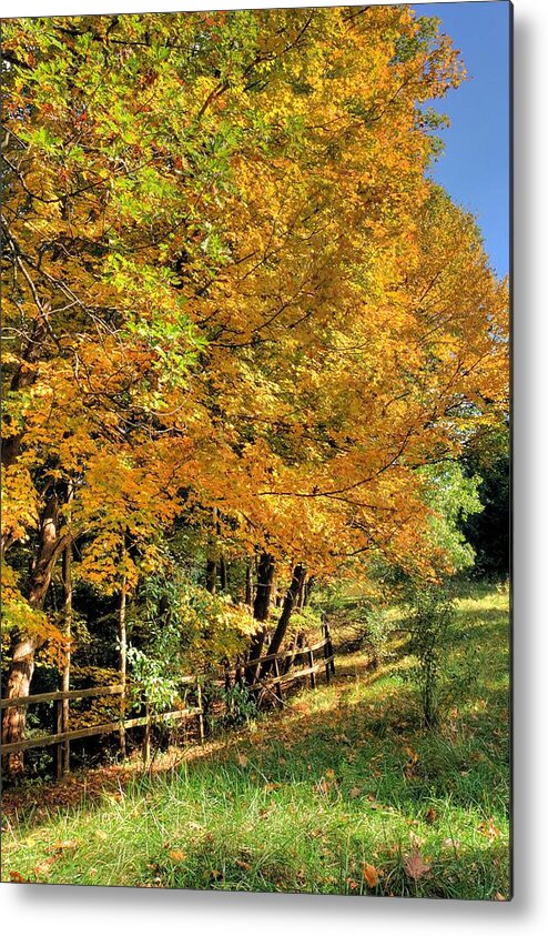 6447 Metal Print featuring the photograph Golden Fenceline by Gordon Elwell
