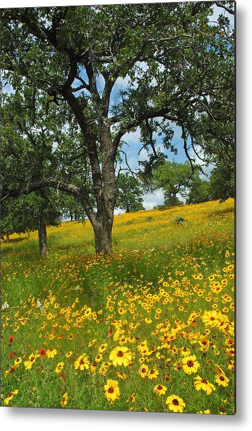 Wildflowers Metal Print featuring the photograph Golden Hillside by Robert Anschutz