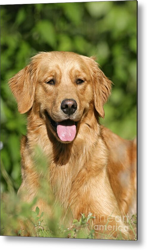 Dog Metal Print featuring the photograph Golden Retriever by Rolf Kopfle