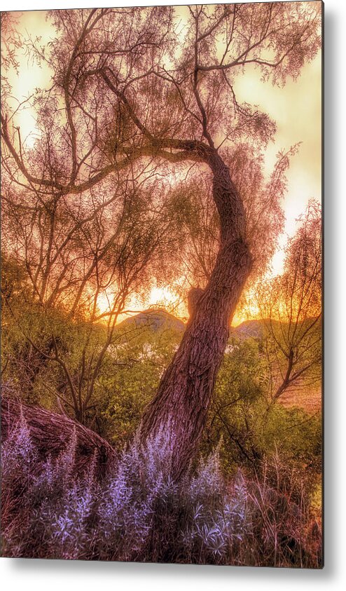 Tree Metal Print featuring the photograph Golden Tree at the Quartz Mountains - Oklahoma by Jason Politte
