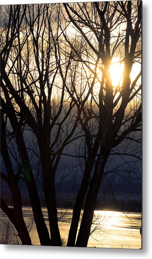 Trees Metal Print featuring the photograph Golden Winter Glow by James BO Insogna