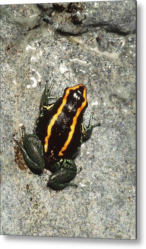 Amphibia Metal Print featuring the photograph Golfodulcean Poison Dart Frog by John Mitchell