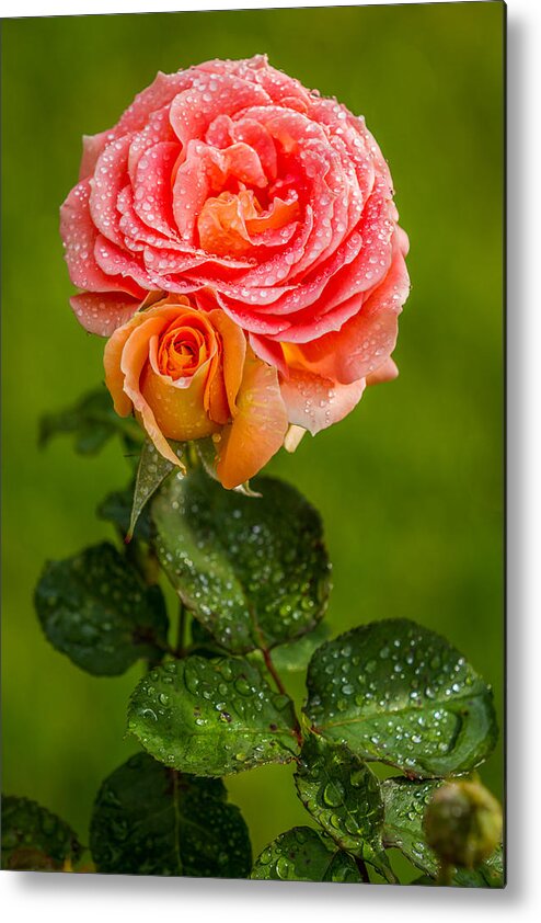 Rose Metal Print featuring the photograph Good Morning Beautiful by Ken Stanback