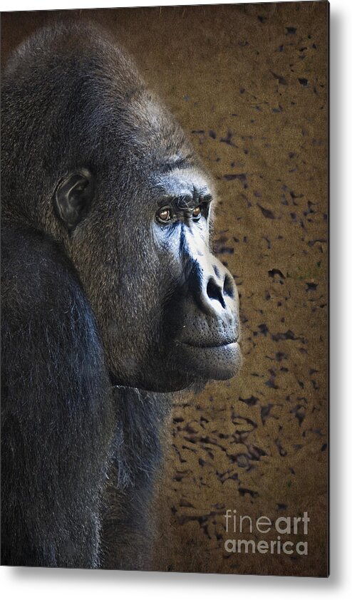 Gorilla Metal Print featuring the photograph Gorilla Portrait by Heiko Koehrer-Wagner