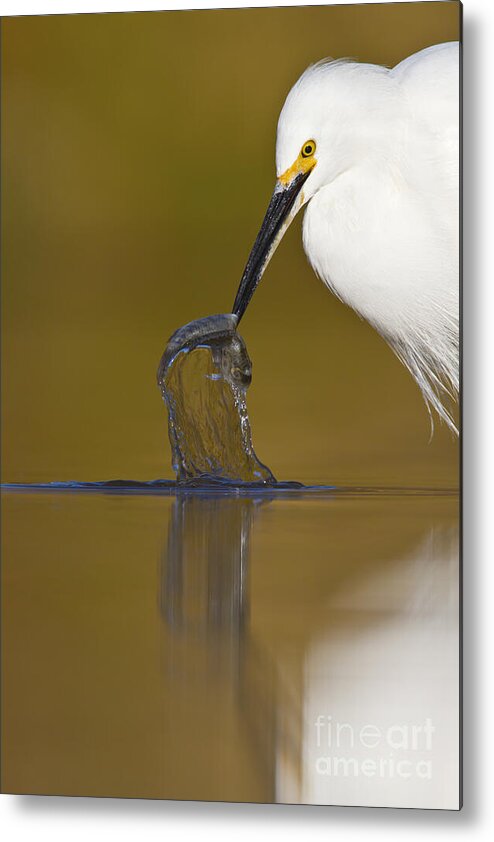 Egret Metal Print featuring the photograph Gotcha by Bryan Keil