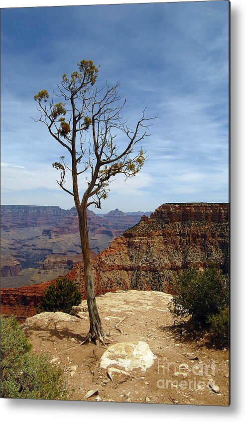 Grand Canyon Metal Print featuring the photograph Grand Canyon Rim View by Debra Thompson