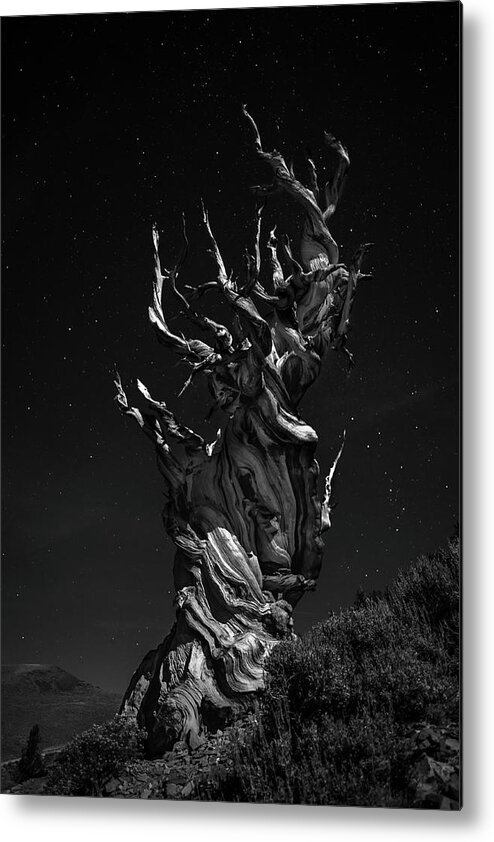 Old Metal Print featuring the photograph Grand, Grand, Grand-pa's Tree by Simon Chenglu