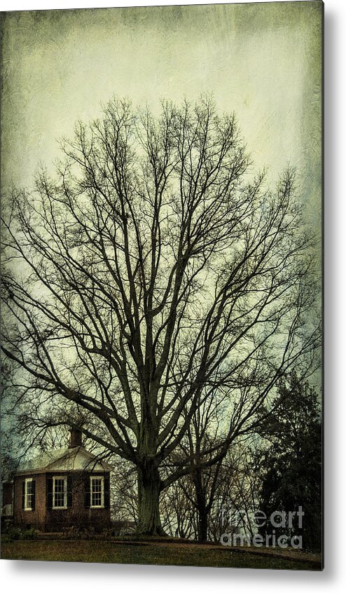Grand Metal Print featuring the photograph Grand Old Tree by Terry Rowe