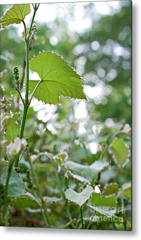 Tags: Grape Leaves With Tiny Droplets Print Photographs Metal Print featuring the photograph Grapes in the Making by Lila Fisher-Wenzel