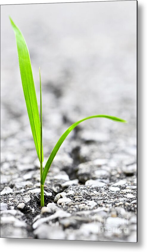 Grass Metal Print featuring the photograph Grass in asphalt by Elena Elisseeva