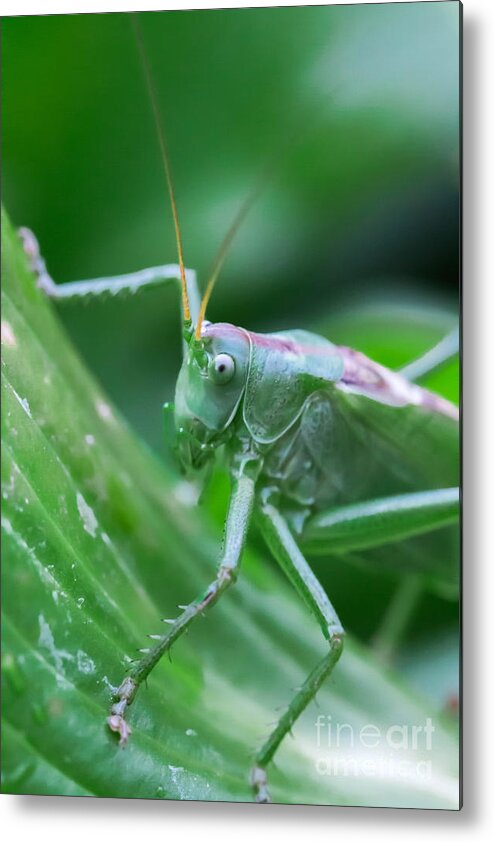 Bug Metal Print featuring the photograph Grasshopper by Amanda Mohler
