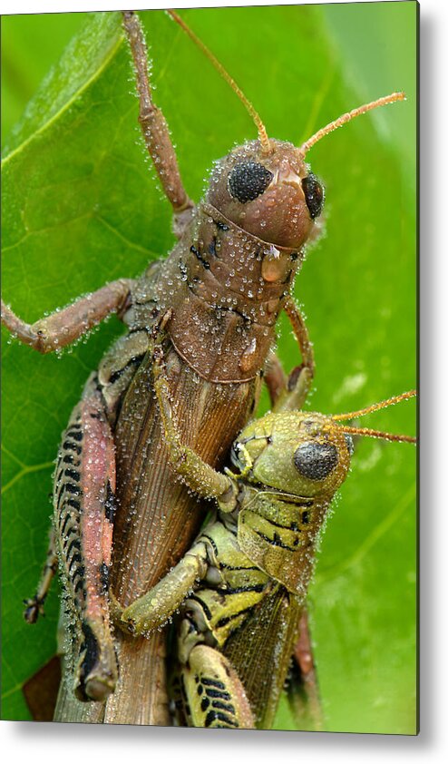 Grasshoppers Mating With Dew Metal Print featuring the photograph Grasshoppers Mating With Dew by Daniel Reed