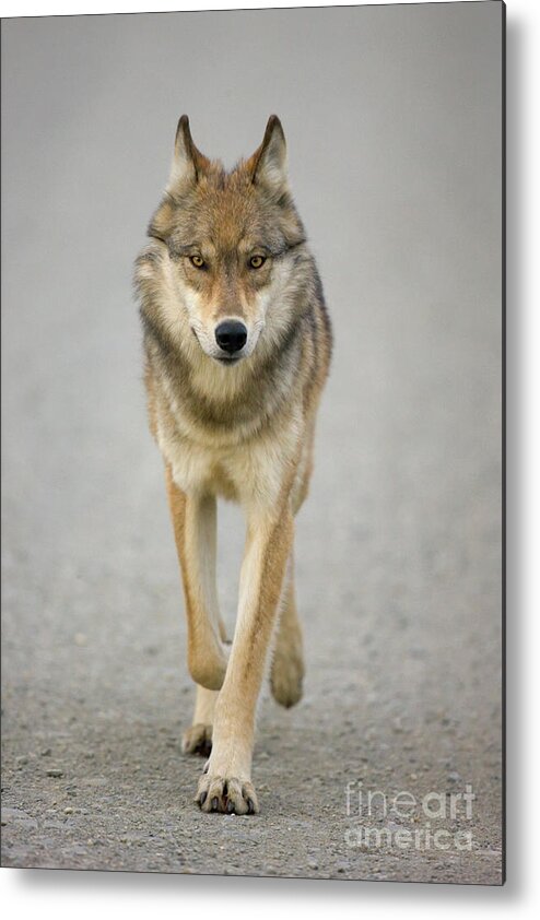 00440973 Metal Print featuring the photograph Gray Wolf in Denali by Yva Momatiuk John Eastcott