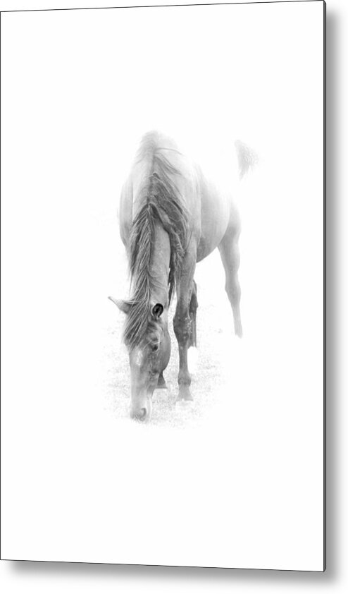 Horse Metal Print featuring the photograph Grazing by John Stuart Webbstock