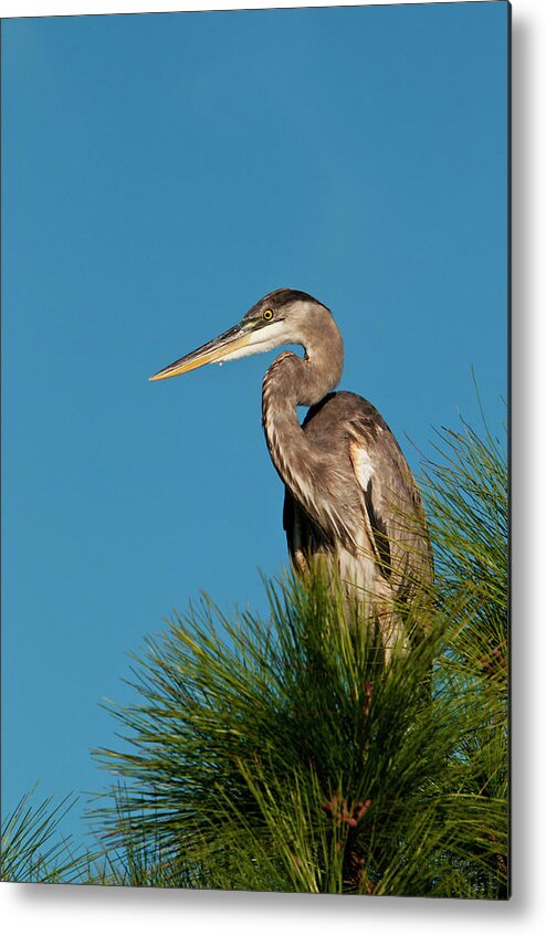 Grass Metal Print featuring the photograph Great Blue Heron Ardea Herodias In by Mark Newman