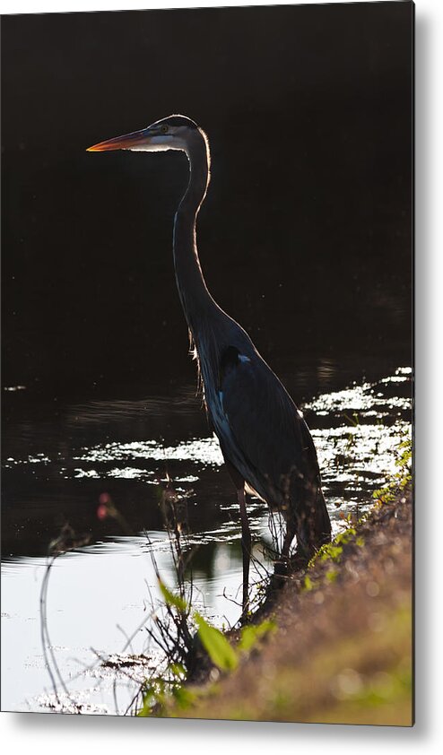 Ardea Herodias Metal Print featuring the photograph Great Blue Heron by Ed Gleichman