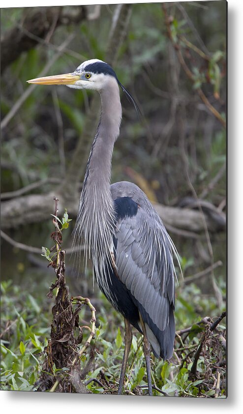 Great Blue Heron Metal Print featuring the photograph Great Blue Heron by Jim E Johnson