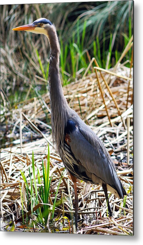 Great Blue Heron Metal Print featuring the photograph Great Blue Heron Standing Tall by Terry Elniski