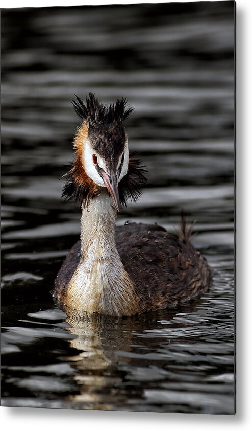  Animal Metal Print featuring the photograph Great Crested Grebe by Grant Glendinning