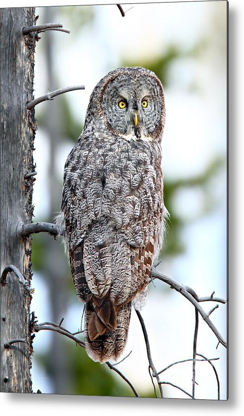 Great Gray Owl Metal Print featuring the photograph Great Gray by Bill Singleton