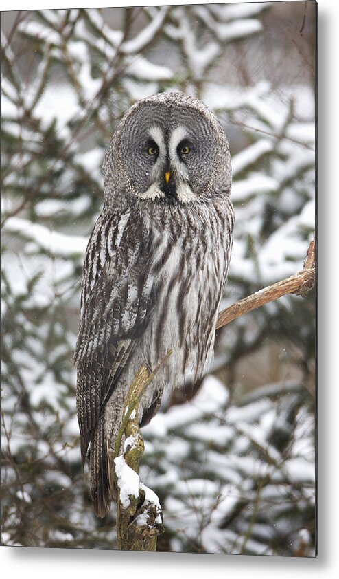 Feb0514 Metal Print featuring the photograph Great Gray Owl In A Tree Germany by Duncan Usher