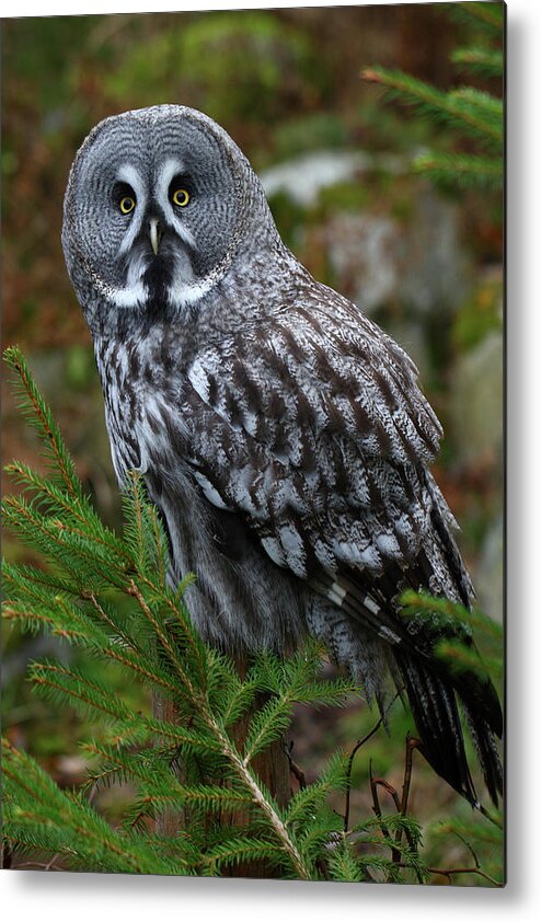 Sweden Metal Print featuring the photograph Great Grey Owl by Martin Sandberg