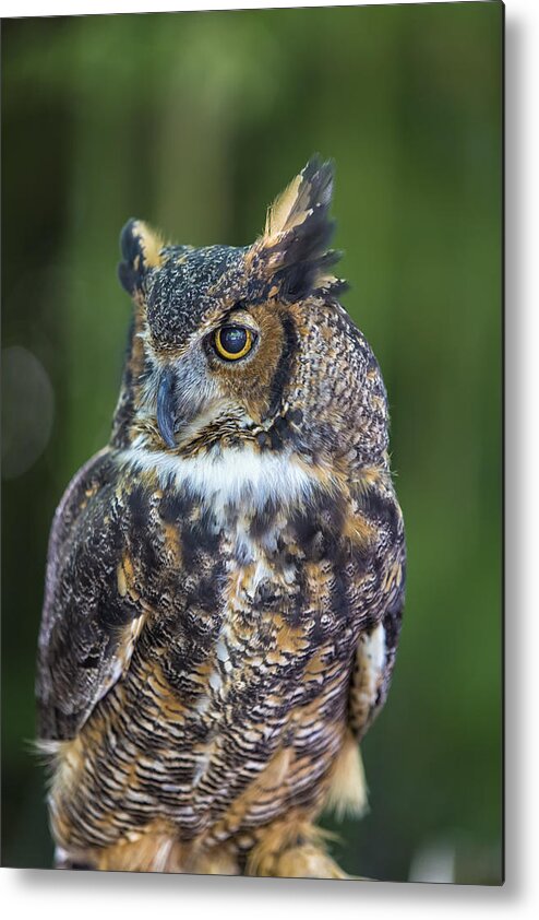 Owl Metal Print featuring the photograph Great Horned Owl by Bill and Linda Tiepelman