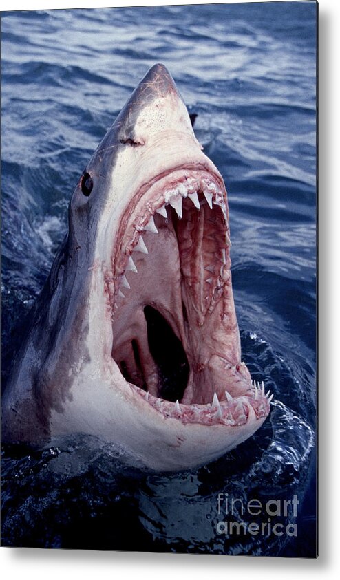 Great White Shark lunging out of the ocean with mouth open showing teeth  Metal Print by Brandon Cole - Fine Art America