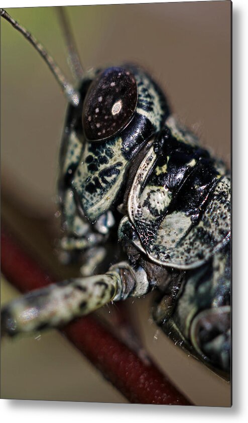 Insects Metal Print featuring the photograph Green armor by Jennifer Robin